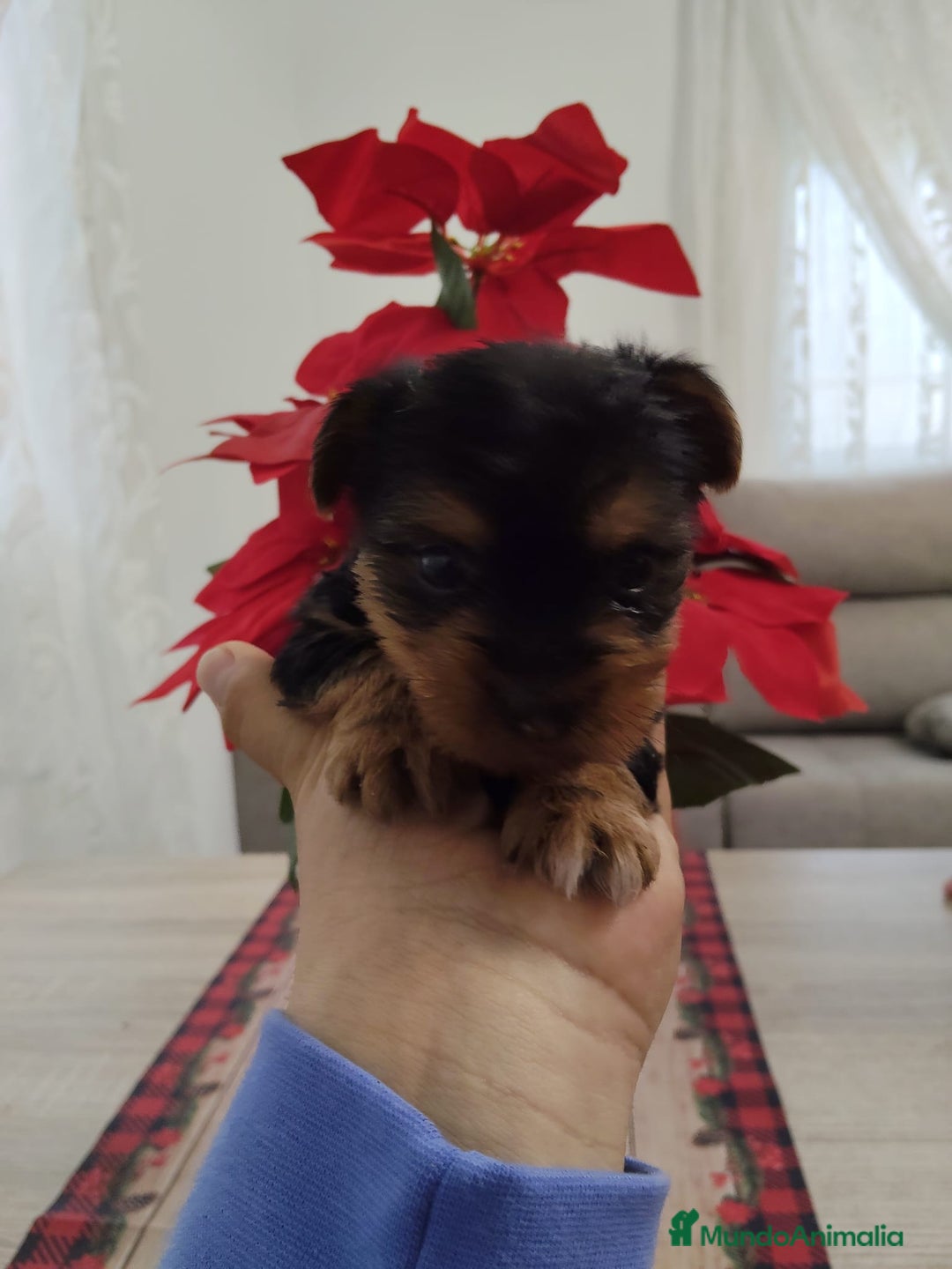 Yorkshire Terrier perros en venta: Yorkshire terrier  - Anuncio 6