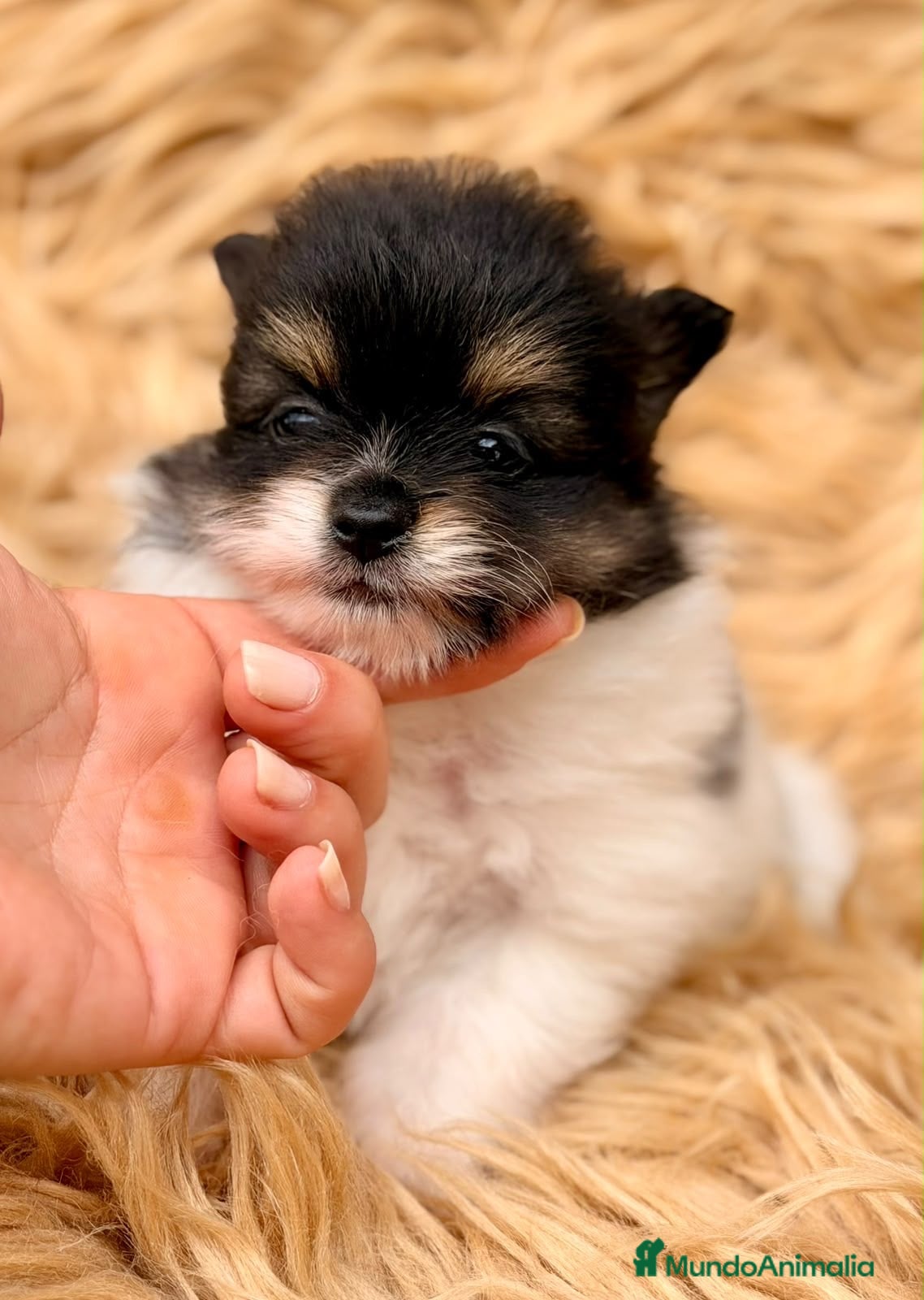 Pomerania perros Pomerania macho 🐾 - Anuncio 1