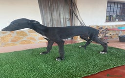 Galgo Español perros en venta: Galgo español hembra - Imagen 2