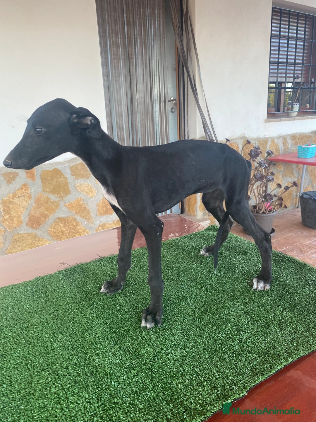 Galgo Español perros en venta: Galgo español hembra - Imagen 2