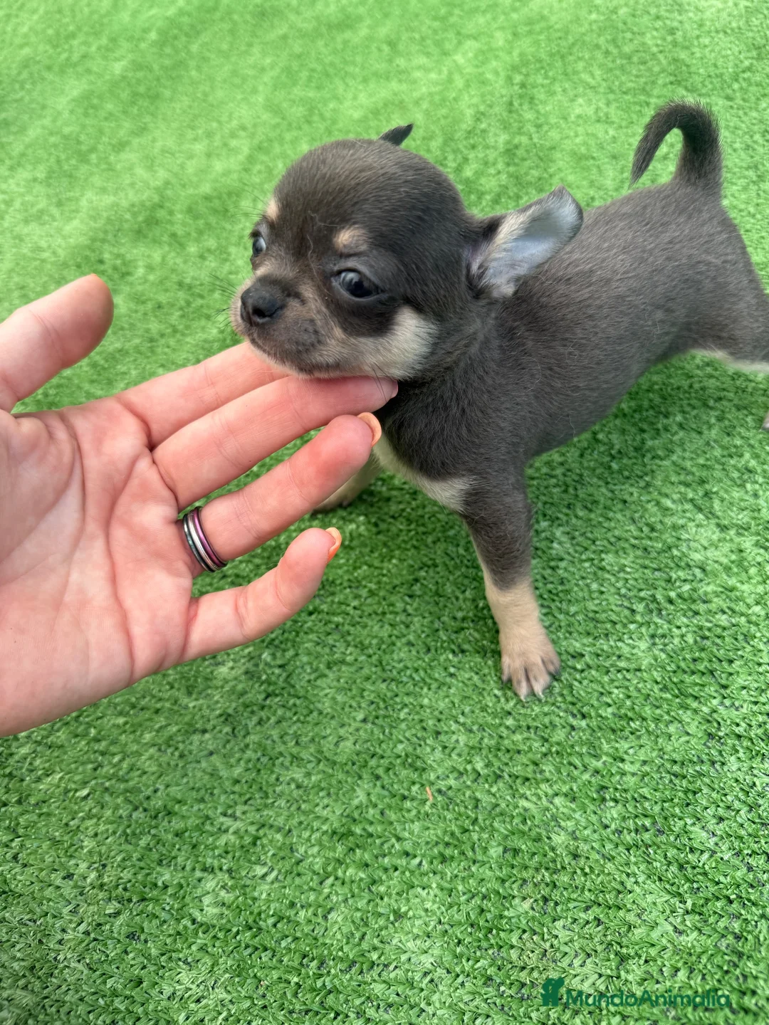 Chihuahua perros en venta: Chihuahua toy blue - Anuncio 1