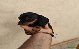 Teckel perros en venta: Cachorrita teckel miniatura negro y fuego  - Imagen 2