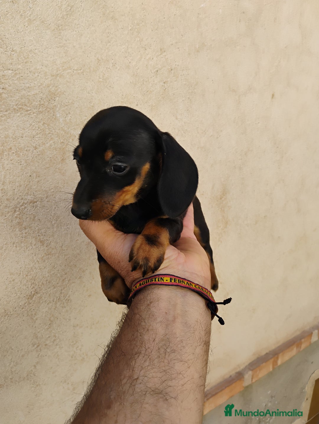 Teckel perros en venta: Cachorrita teckel miniatura negro y fuego  - Imagen 2