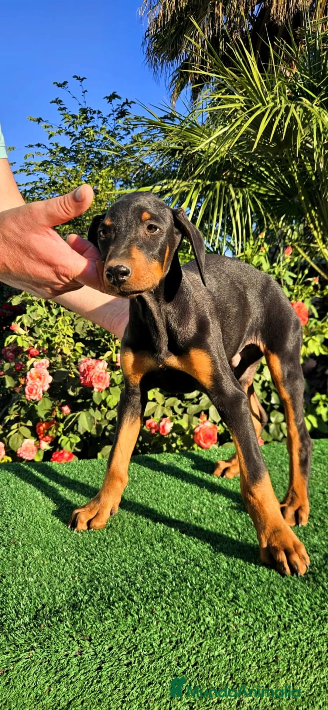 Dobermann perros en venta: Disponible Doberman de Calidad  - Anuncio 2