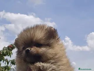 Pomerania perros EJEMPLARES DE POMERANIA TOY - Anuncio 1