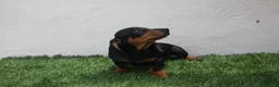 Teckel Miniatura perros en venta: Teckel miniatura  - Anuncio 10