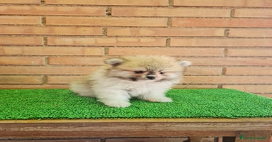 Pomerania perros - Anuncio 1
