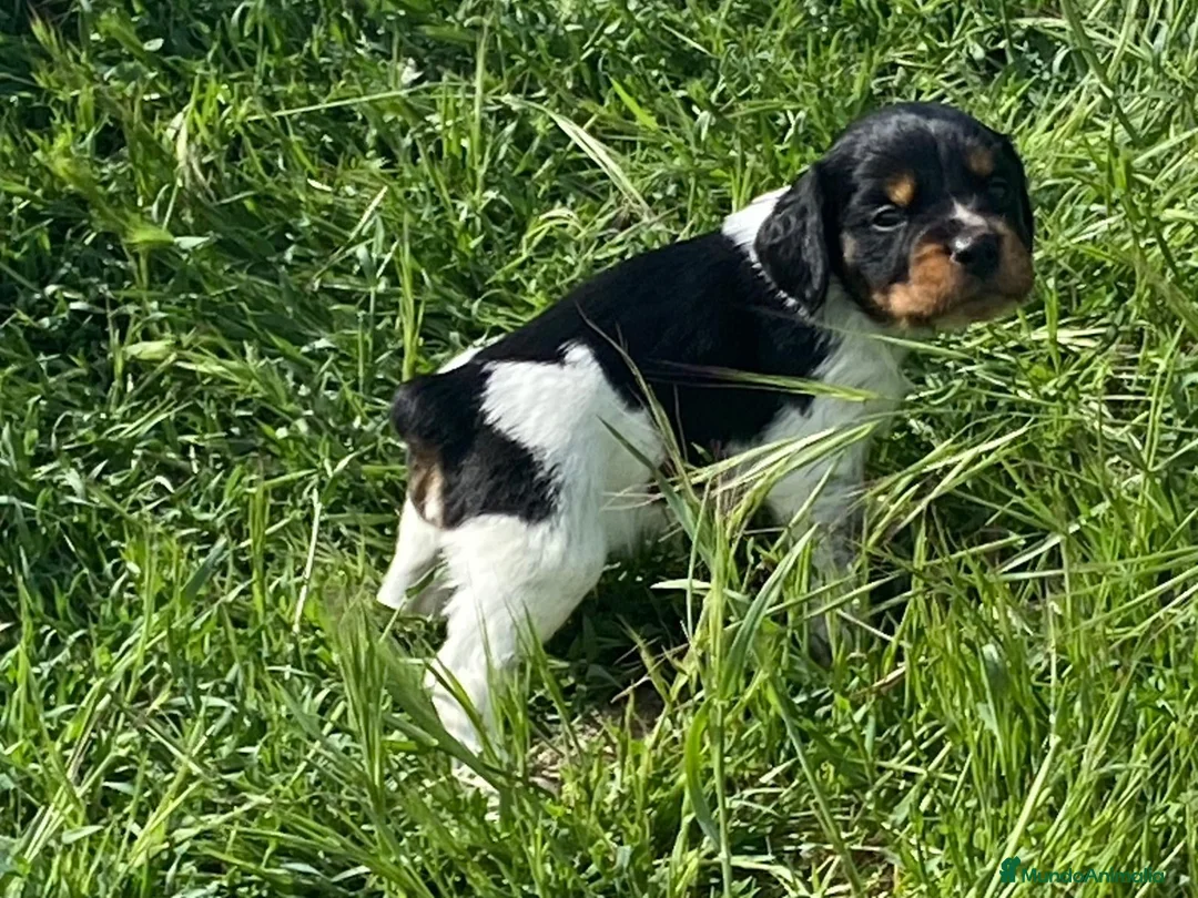 Épagneul Breton perros en venta: Epagneul bretón  - Anuncio 1