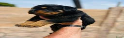 Rottweiler perros en venta: Rottweiler - Anuncio 3