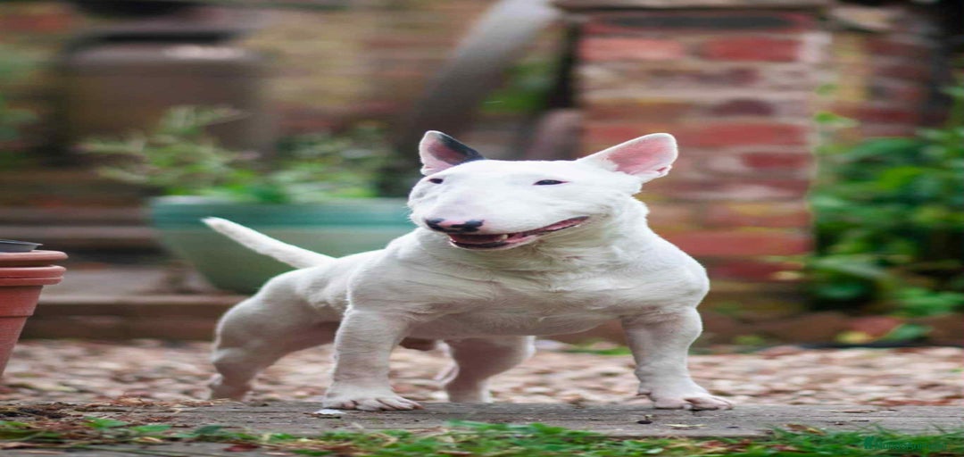 Imagen de galería {{count}}