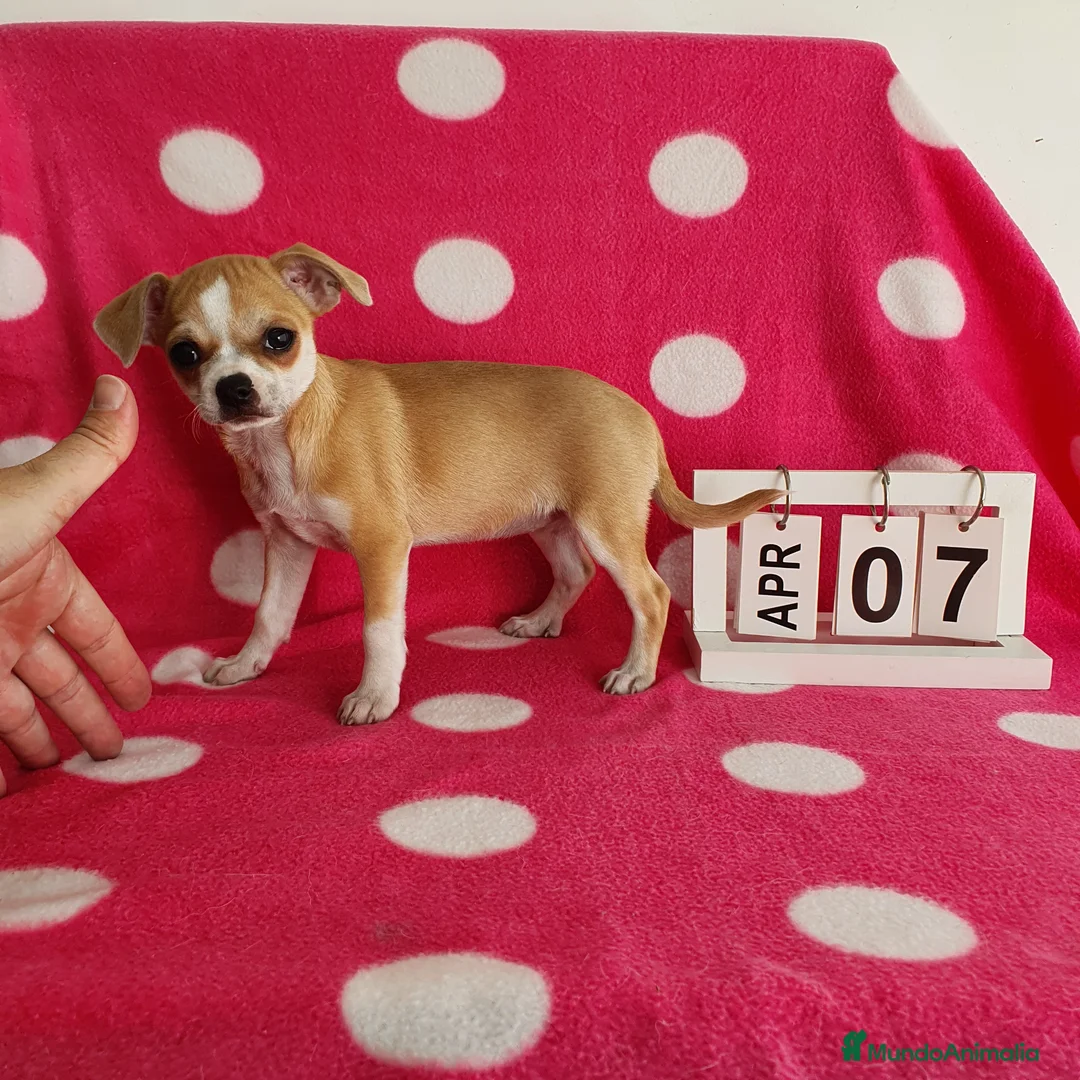 Chihuahua perros en venta: Chihuahua mini  - Anuncio 2