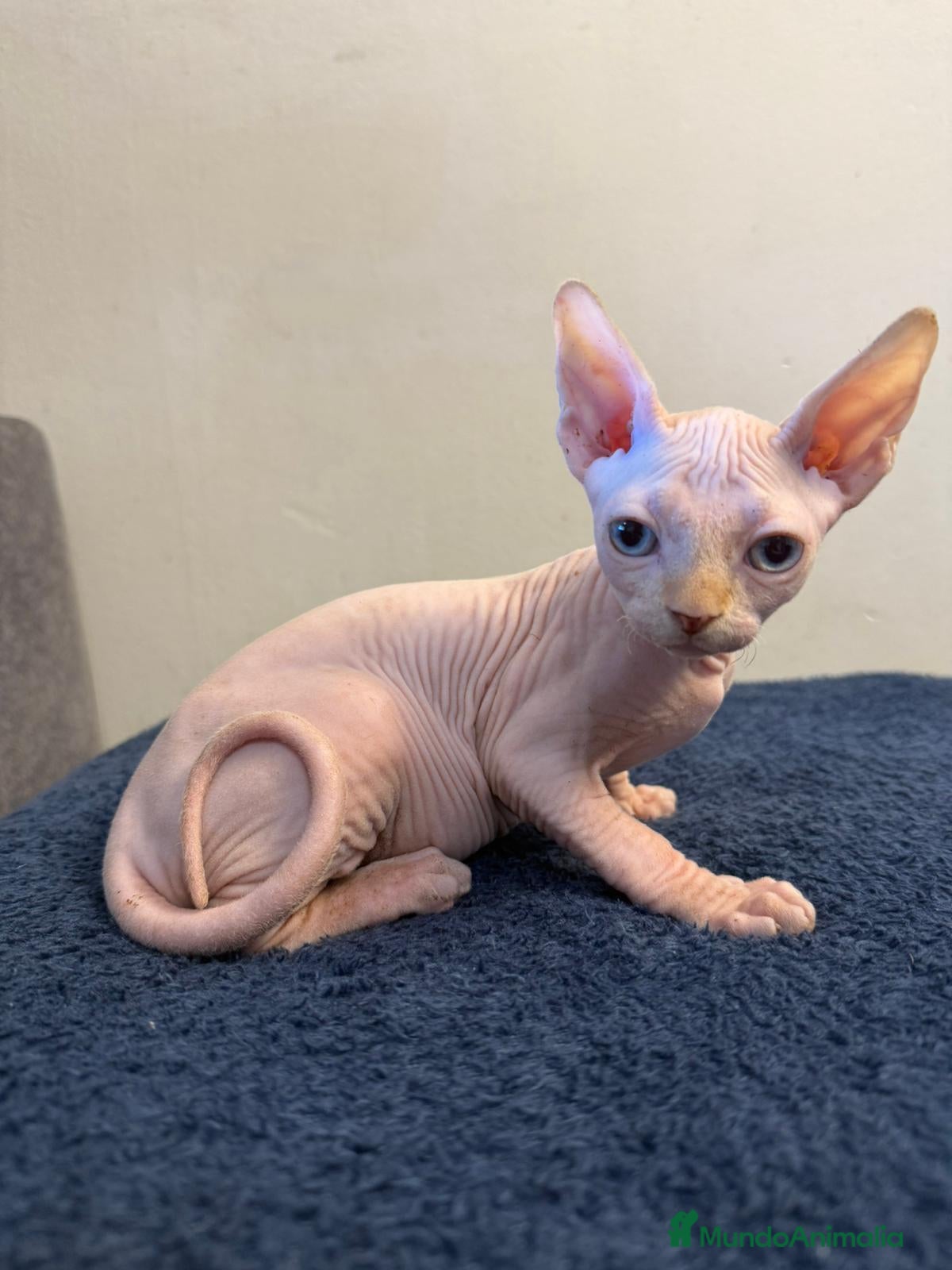 Sphynx gatos Precioso machito ojos azules  - Anuncio 1