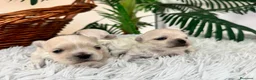 Bichón Maltés perros en venta: BICHÓN MALTÉS 100x100 COREANO - Anuncio 16