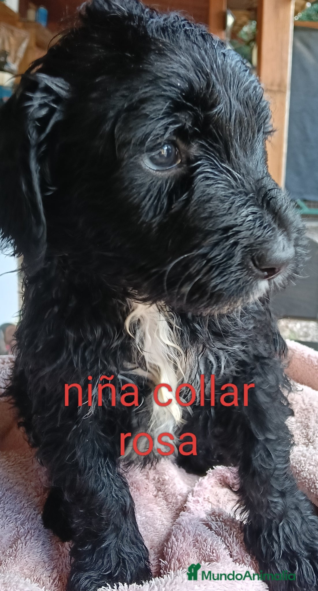 Labradoodle perros en venta: Labradoodles - Anuncio 5