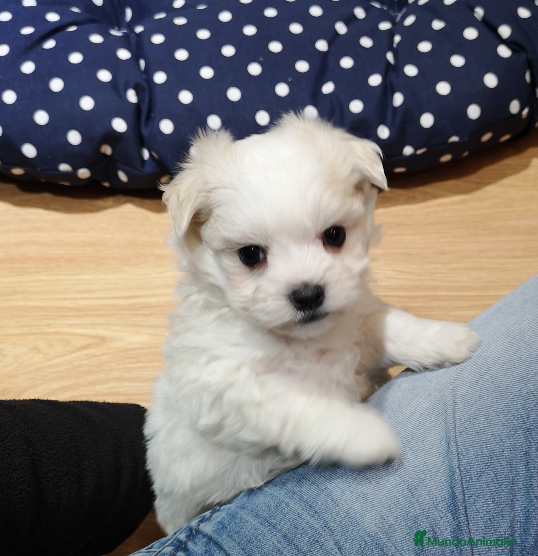 Bichón Maltés perros Bichón Maltés - Anuncio 1