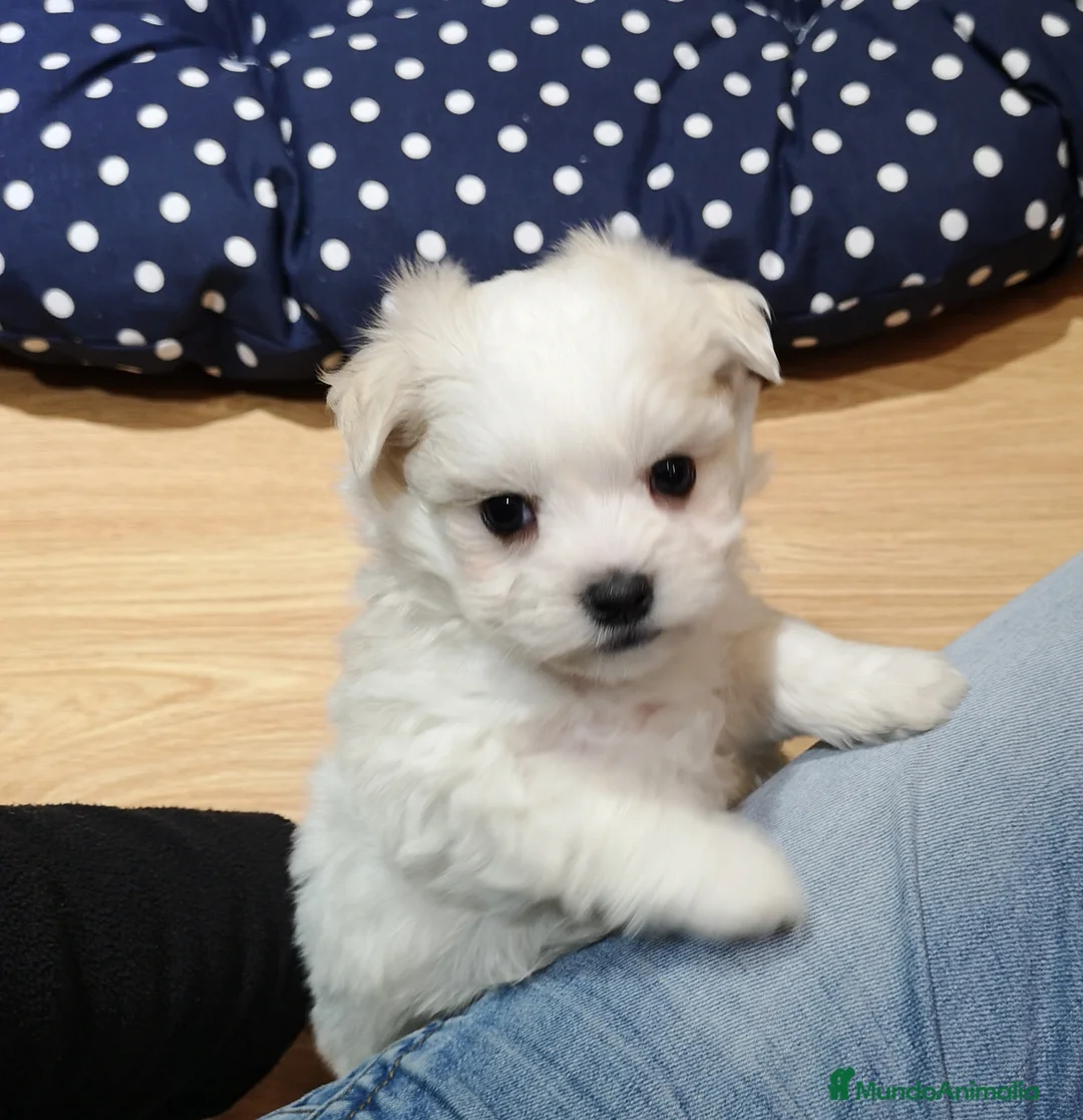 Bichón Maltés perros en venta: Bichón Maltés - Anuncio 1