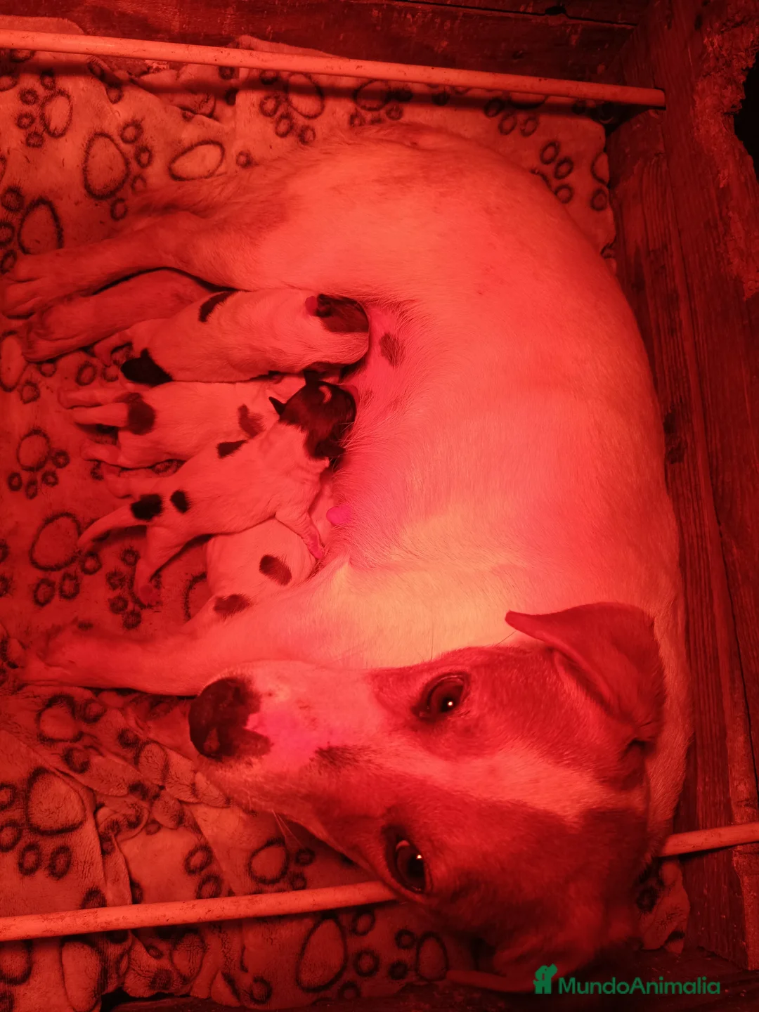 Jack Russell Terrier perros en venta: Jack Russell terrir - Anuncio 1
