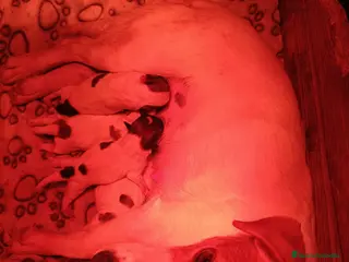 Jack Russell Terrier perros Jack Russell terrir - Anuncio 1