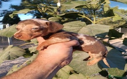 Teckel perros en venta: Teckels miniatura  - Imagen 3
