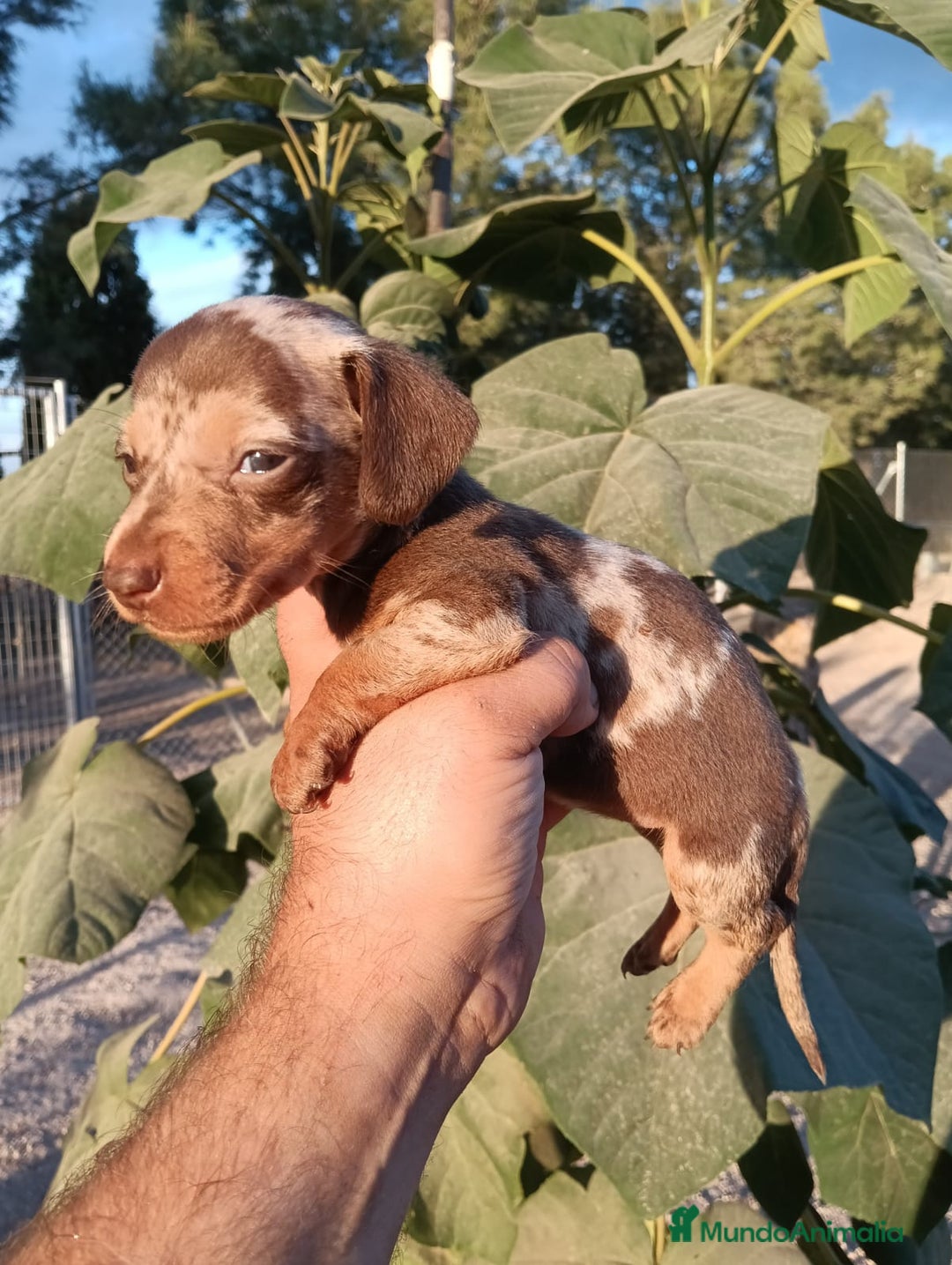Teckel perros en venta: Teckels miniatura  - Imagen 3