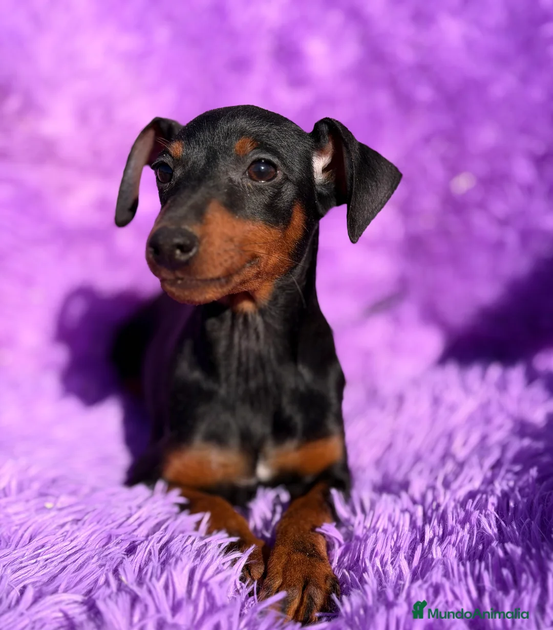 Pinscher Miniatura perros en venta: Minipincher hembra  - Anuncio 5