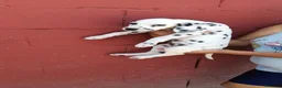 Dálmata perros en venta: Macho dalmata  - Anuncio 4