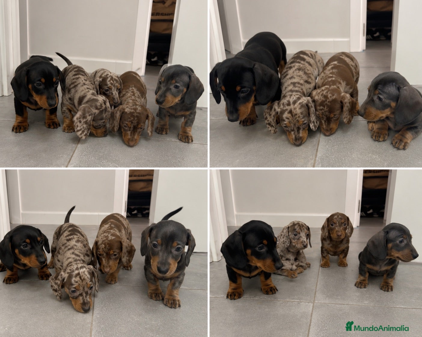 Teckel Miniatura perros TECKEL EXOTICOS ( ENVIO )  - Anuncio 1