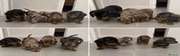 Teckel Miniatura perros en venta: TECKEL EXOTICOS ( ENVIO )  - Anuncio 1