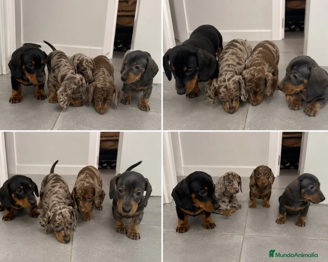 Teckel Miniatura perros en venta: TECKEL EXOTICOS ( ENVIO )  - Anuncio 1