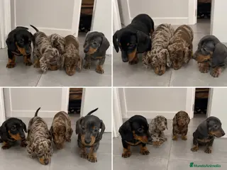 Teckel Miniatura perros TECKEL EXOTICOS ( ENVIO ) - Anuncio 3