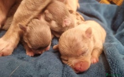 Chihuahua perros en venta: Chihuahuas - Imagen 2
