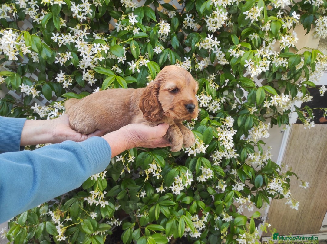 Cocker Spaniel Inglés perros en venta: Cocker spaniel ingles  - Imagen 6