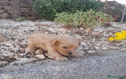 Yorkshire Terrier perros en venta: YORKSHIRE - Imagen 8