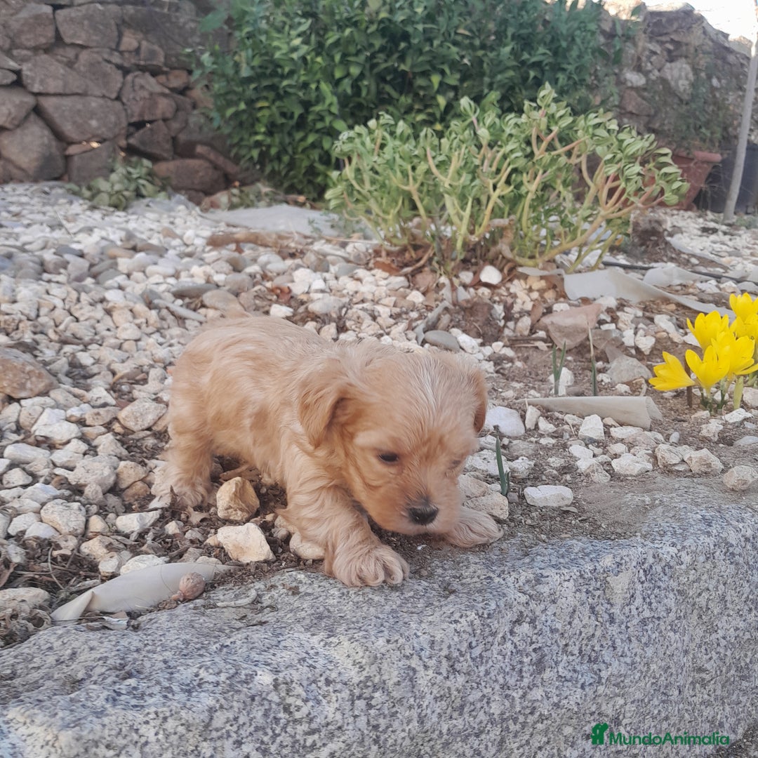 Yorkshire Terrier perros en venta: YORKSHIRE - Imagen 8