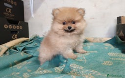 Pomerania perros en venta: PRECIOSO MACHITO POMERANIA - Imagen 3