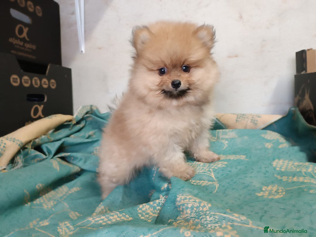 Pomerania perros en venta: PRECIOSO MACHITO POMERANIA - Imagen 3