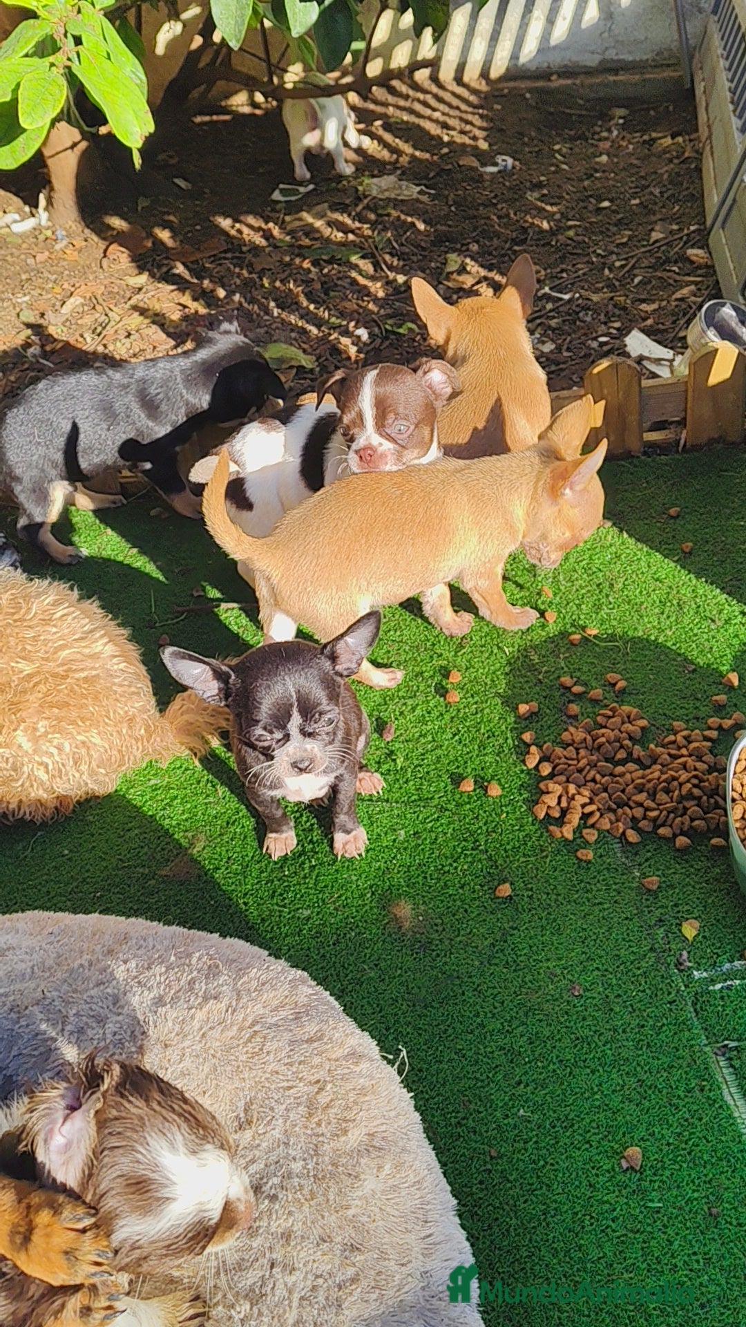 Chihuahua perros Chihuahua Toy machos  - Anuncio 15