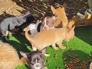 Chihuahua perros Chihuahua Toy machos - Anuncio 32