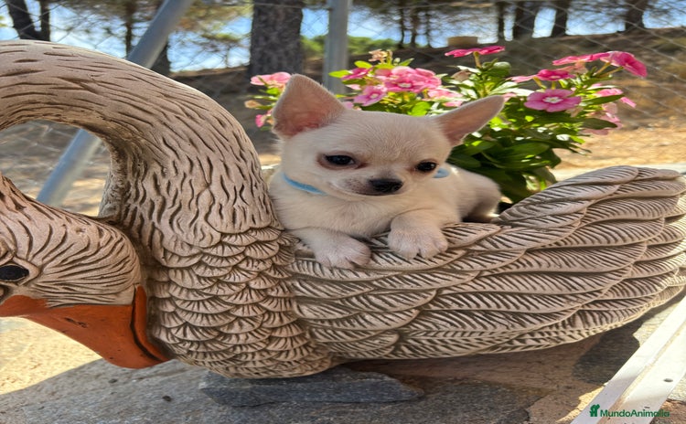Chihuahua perros - Propaganda 5