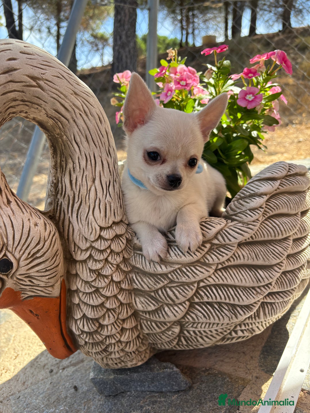 Chihuahua perros en venta: Chihuahua alta selección en chihuahua - Imagen 1