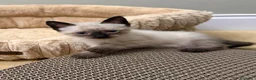 Siamés gatos en venta: Siames - Anuncio 1