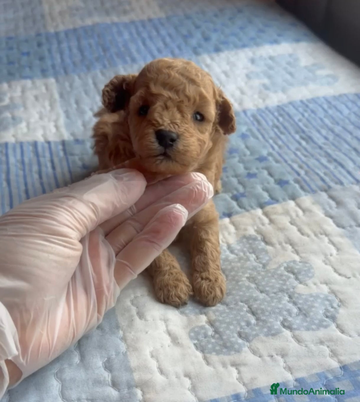 Caniche Toy perros Hembrita de caniche toy a la venta  - Anuncio 4