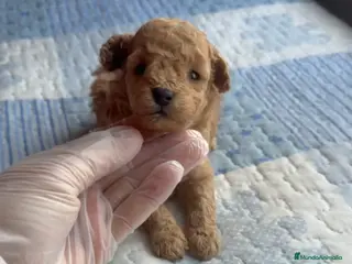 Caniche Toy perros Hembrita de caniche toy a la venta - Anuncio 4