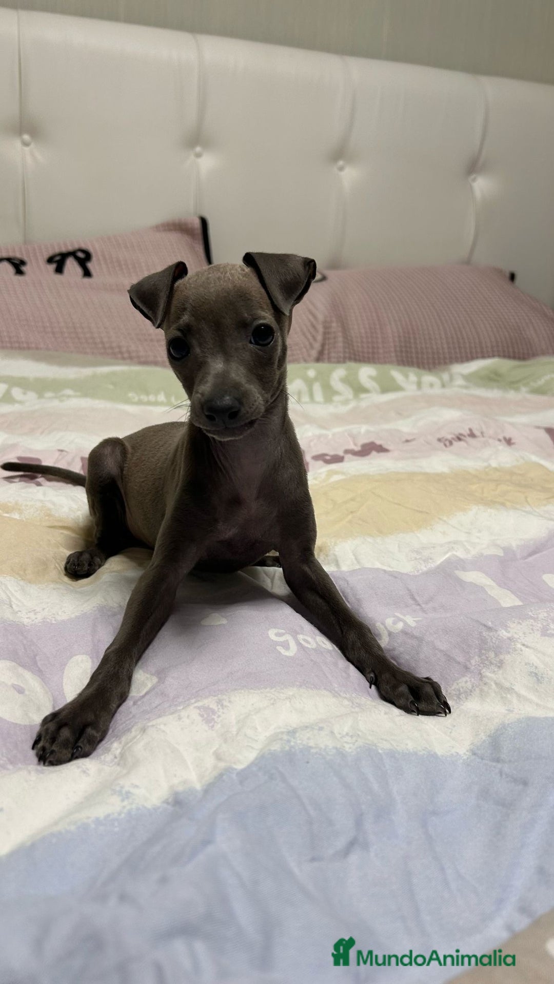 Pequeño Lebrel Italiano perros en venta: PEQUEÑOS LEBREL ITALIANO - Anuncio 1