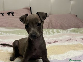 Pequeño Lebrel Italiano perros PEQUEÑOS LEBREL ITALIANO - Anuncio 1