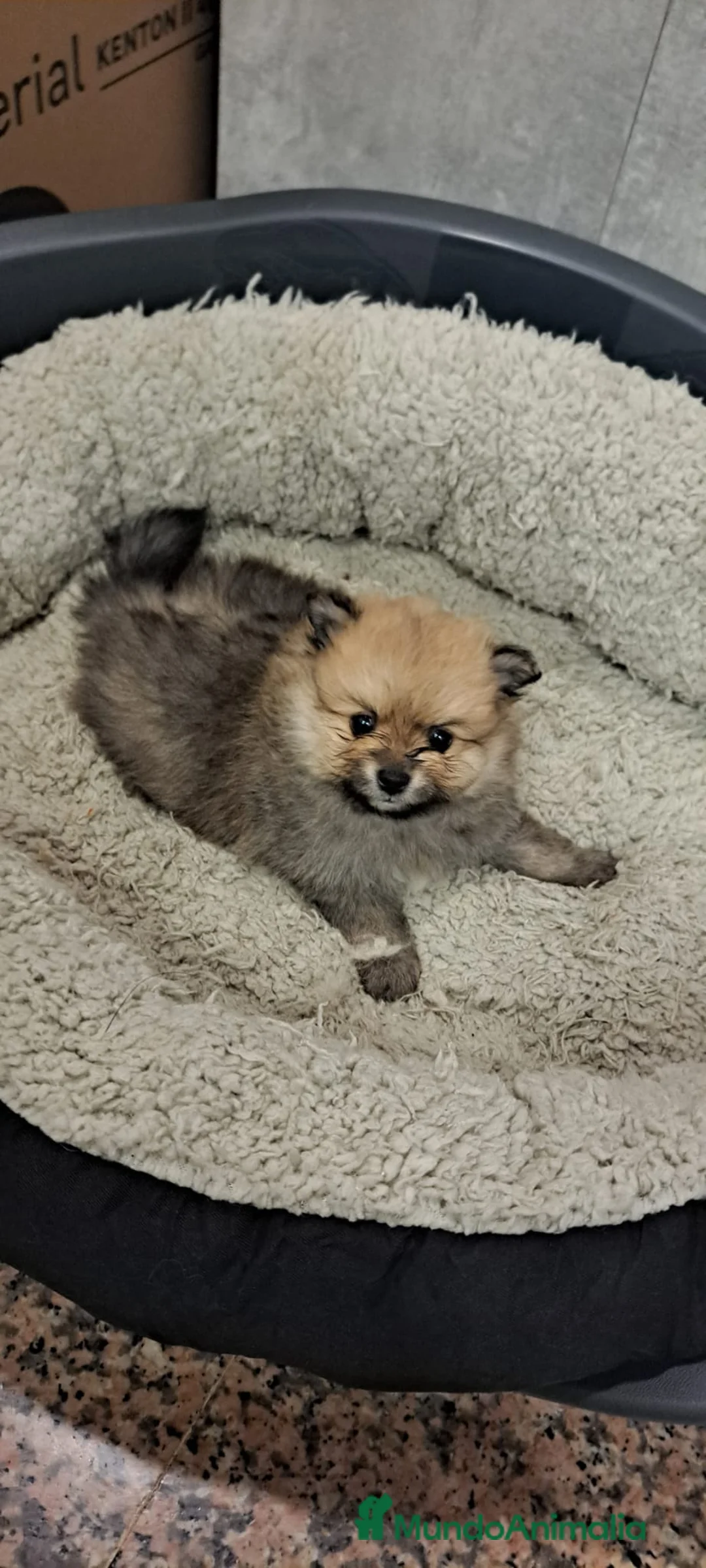 Pomerania perros en venta: Pomerania lulu Toy blanco y sable chatos y peludos - Anuncio 2