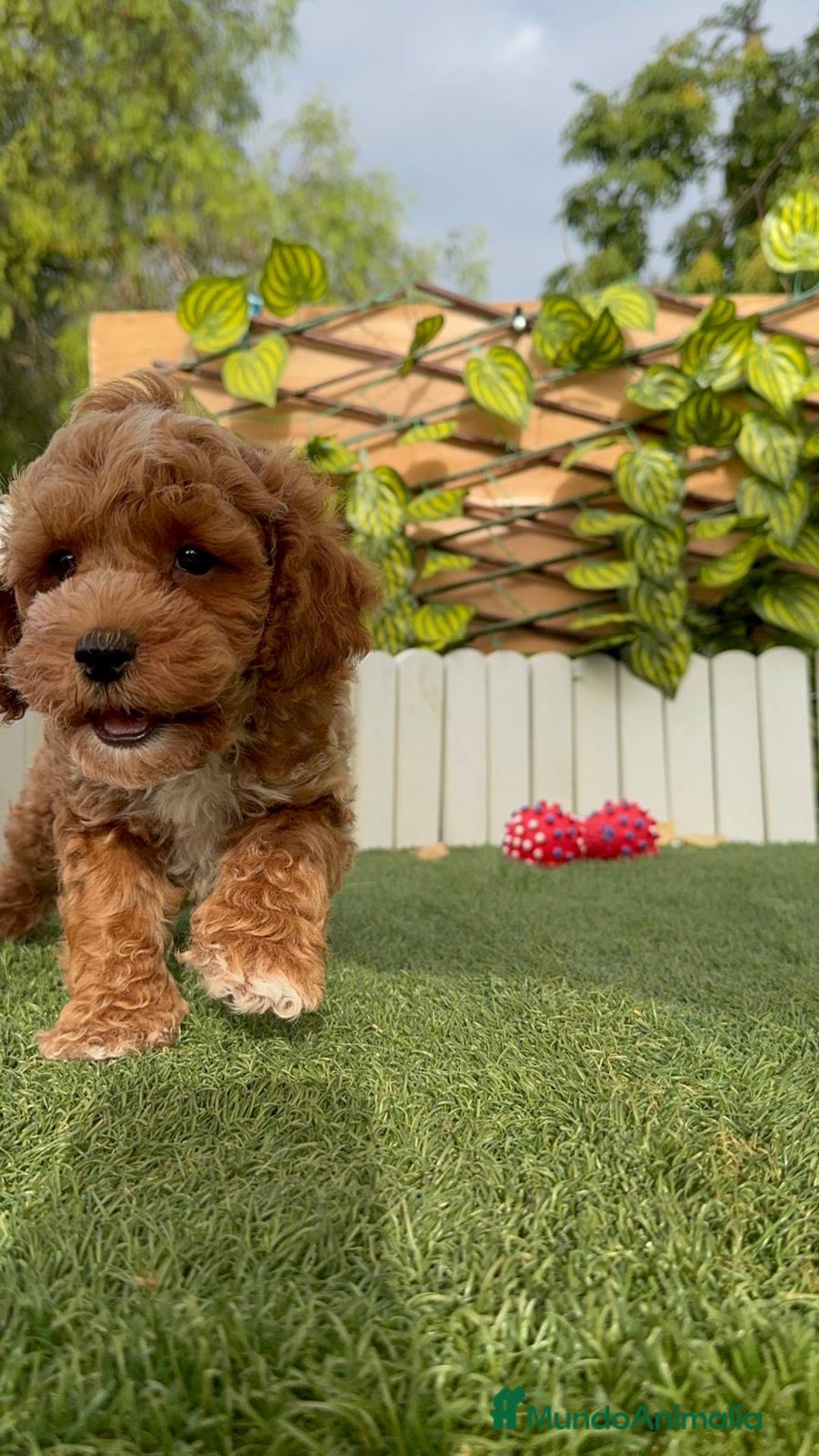Caniche Toy perros en venta: CANICHE TOY MACHO - Imagen 14