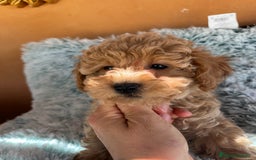 Caniche Toy perros en venta: Caniches toy - Imagen 8