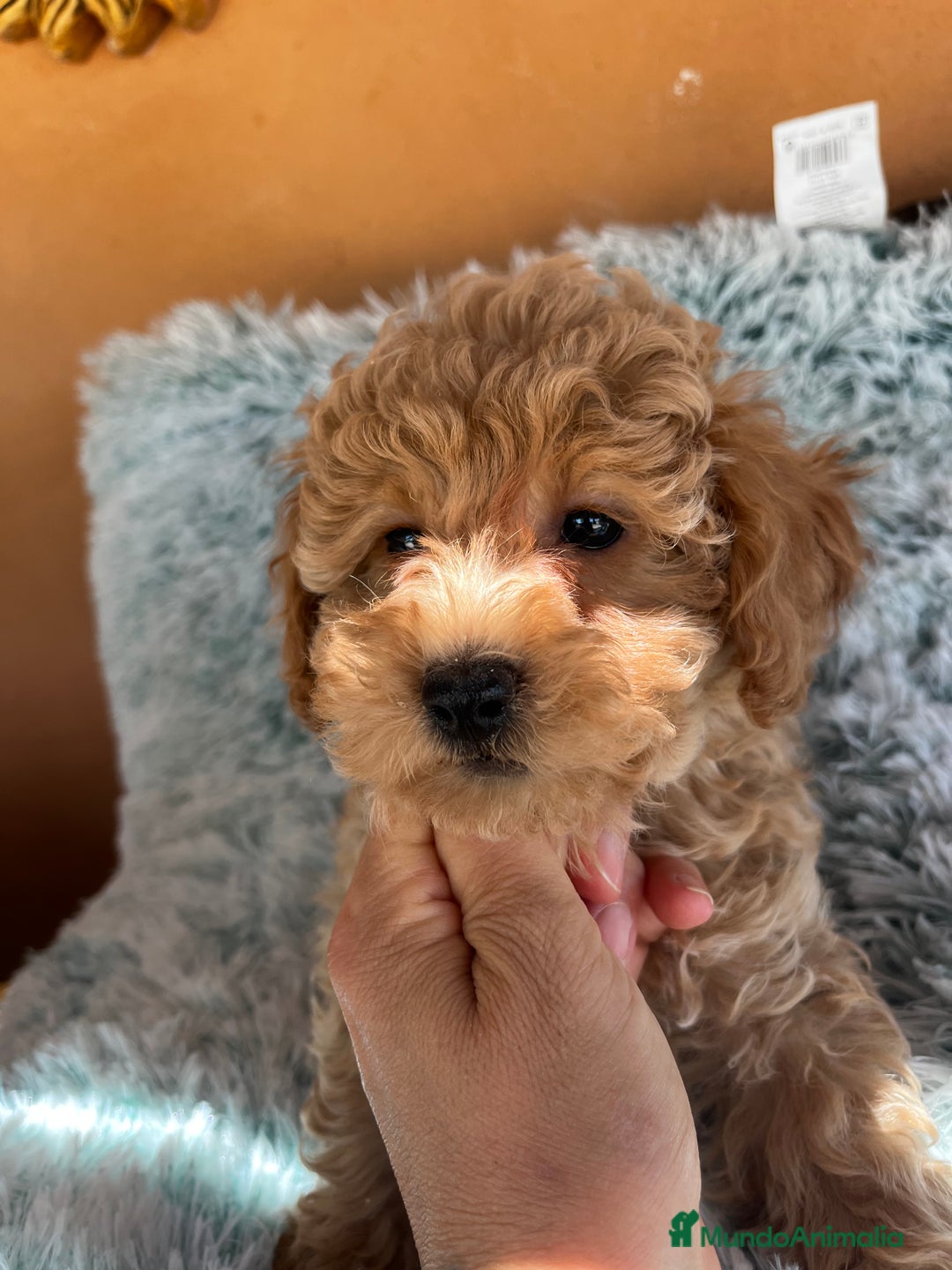 Caniche Toy perros en venta: Caniches toy - Imagen 8