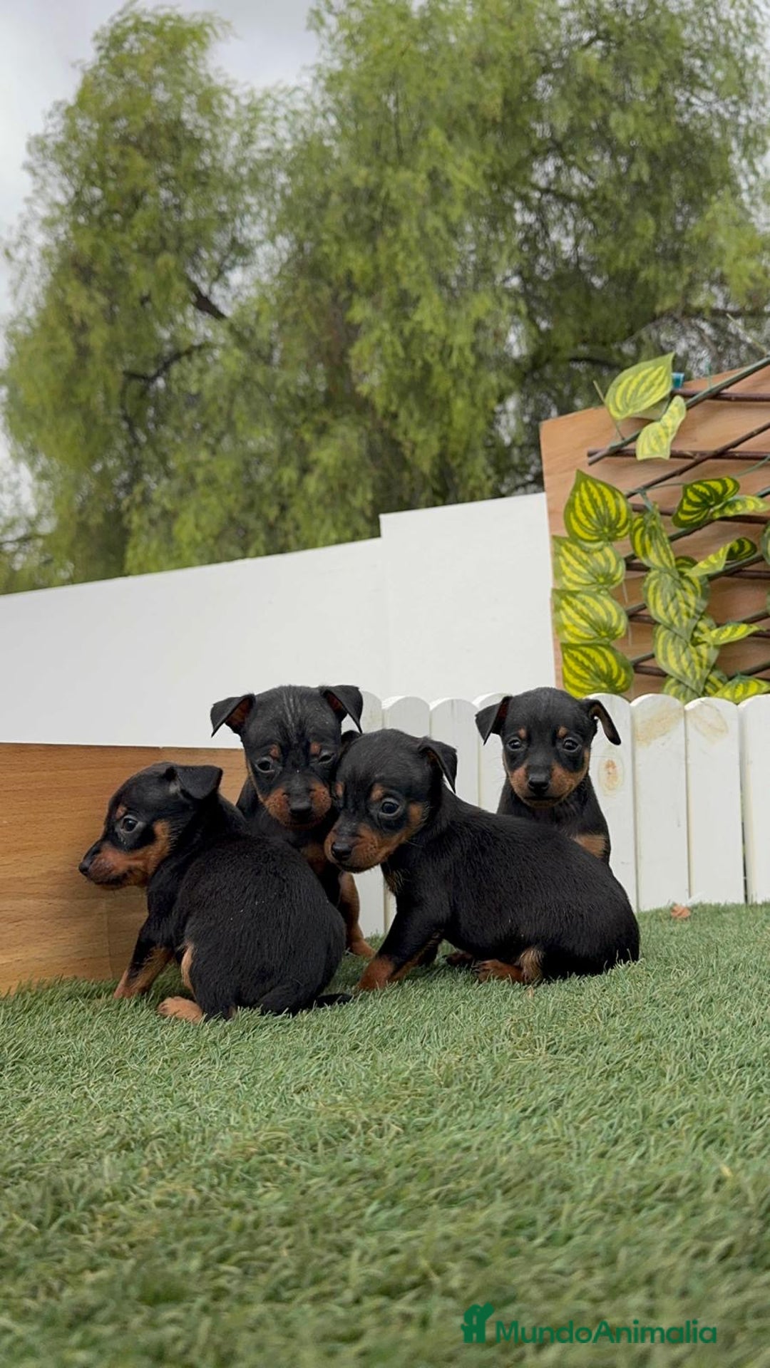 Pinscher Miniatura perros en venta: PINSCHER MINIATURA  - Imagen 26